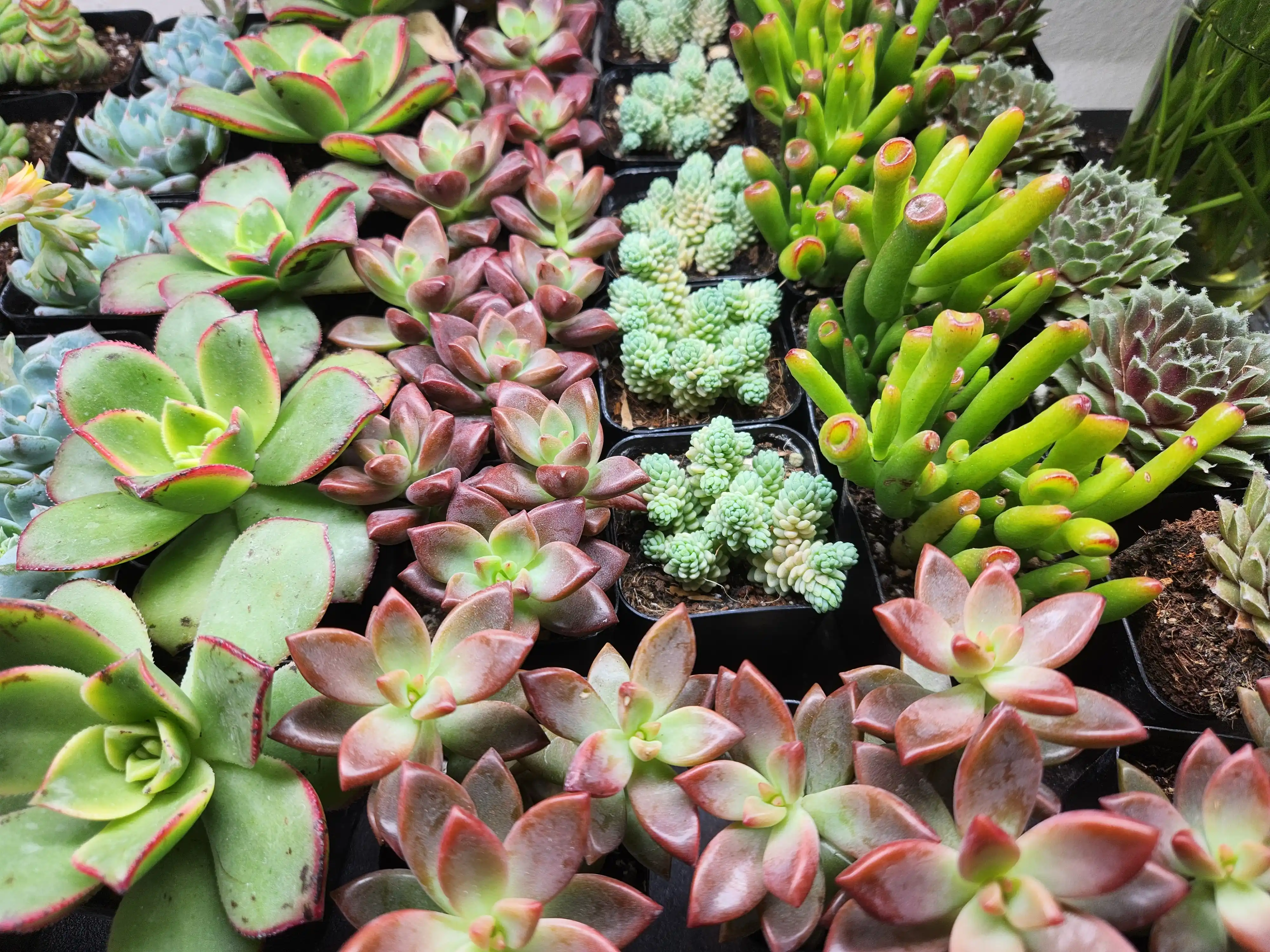 Discount pop up plant image